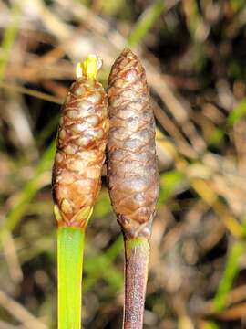 Image of Pineland Yellow-Eyed-Grass