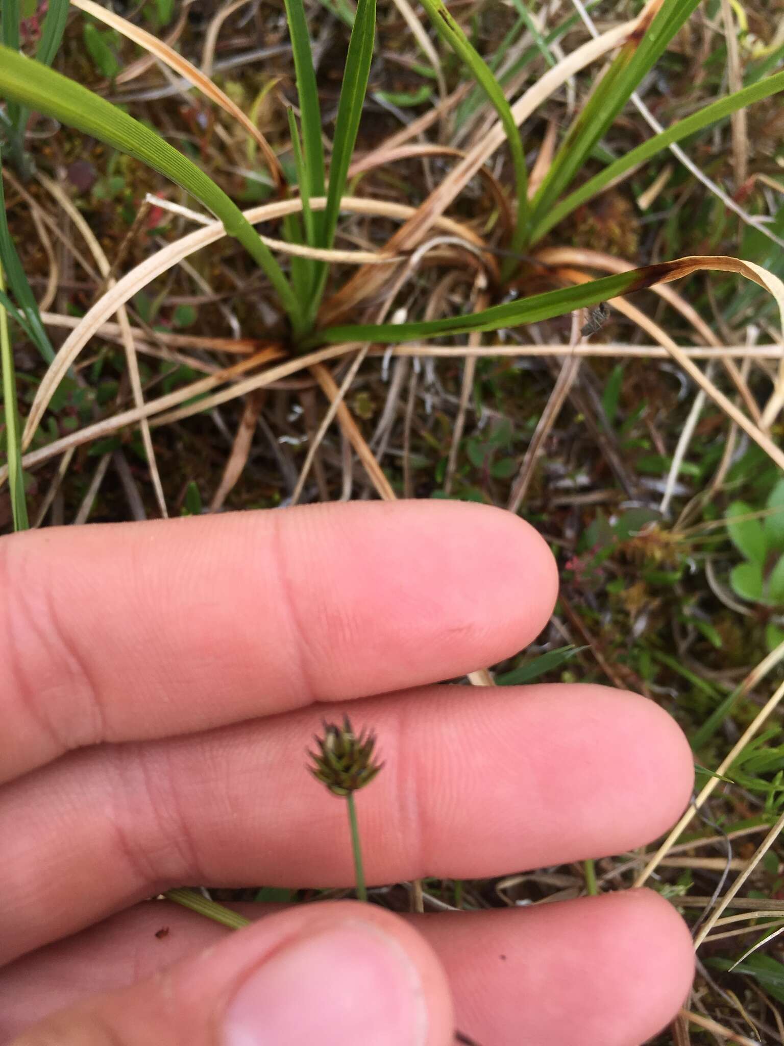 Imagem de Carex capitata Sol.