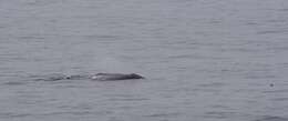 Image of gray whales