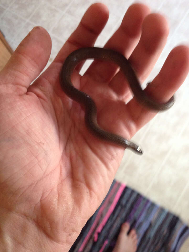 Image of Rough Earth Snake