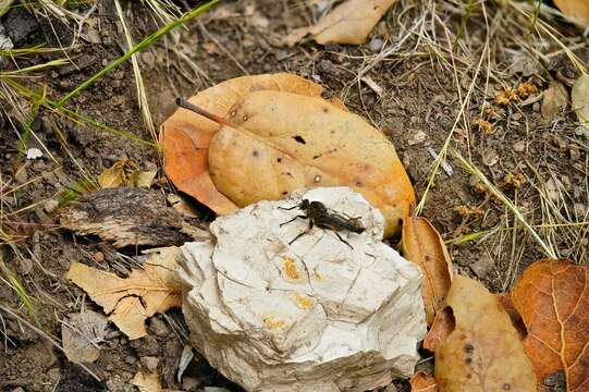 صورة Machimus occidentalis (Hine 1909)