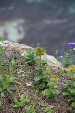 Phedimus litoralis (Kom.) H. 't Hart resmi