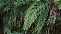 Image of Borneo Golden Fern