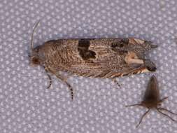 Image of Sunflower Bud Moth