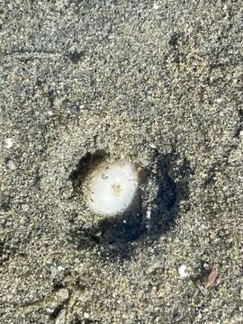 Image of white burrowing anemone