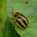 Image of Chelymorpha militaris Boheman 1862