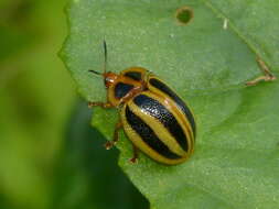 Image of Chelymorpha militaris Boheman 1862