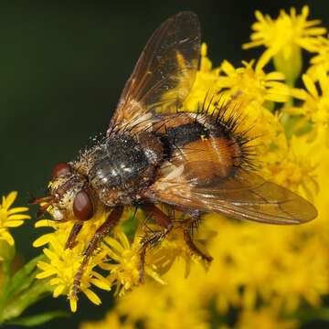 Image de Tachina fera (Linnaeus 1761)