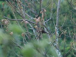 صورة Turdus poliocephalus Latham 1801