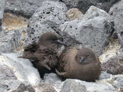 Image of Christmas Shearwater