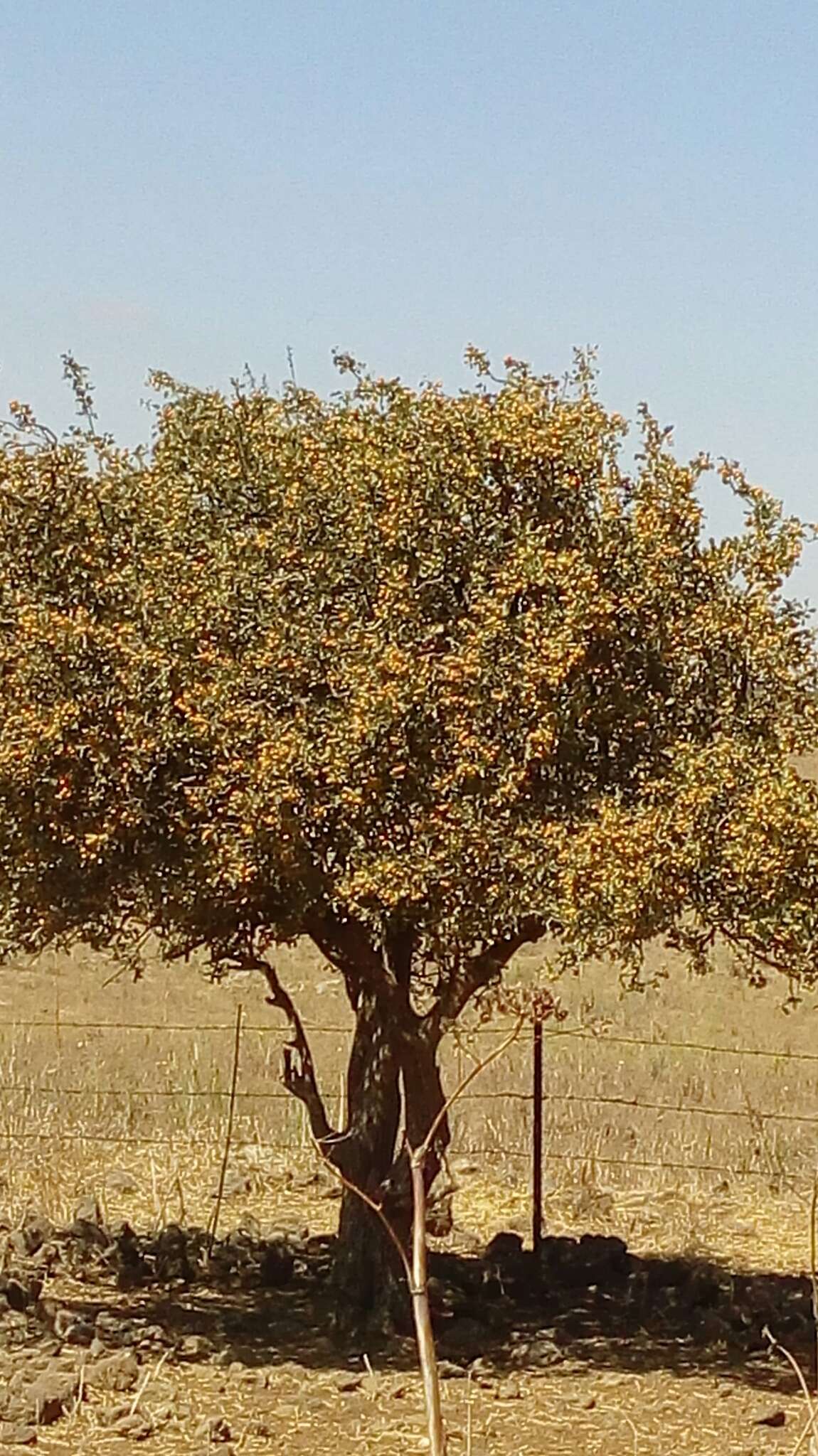 Image of Crataegus azarolus var. aronia L.