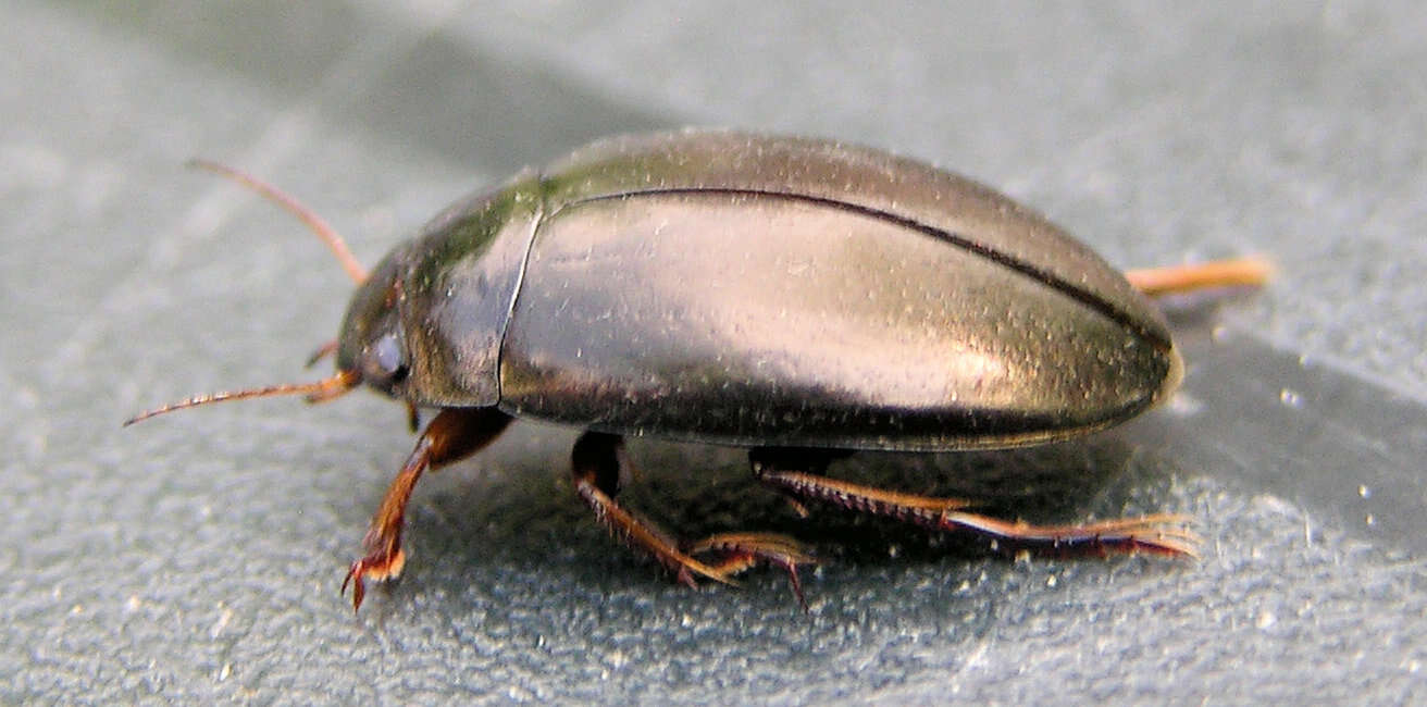 Image of Agabus (Gaurodytes) bipustulatus (Linnaeus 1767)