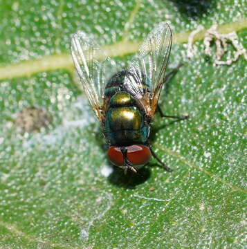 Image of Neomyia lauta (Wiedemann 1830)