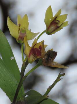 Image of Dendrobium fellowsii F. Muell.