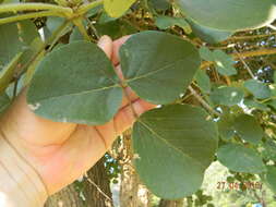 Imagem de Erythrina abyssinica DC.