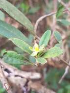 Image de Hibbertia hexandra C. T. White