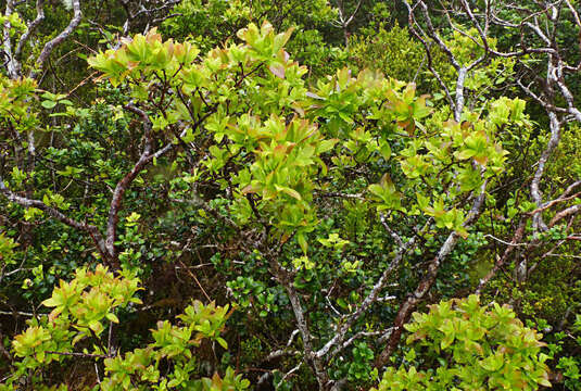 Image of Vaccinium cylindraceum Sm.