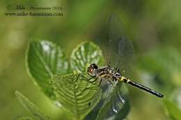 Слика од Celithemis verna Pritchard 1935