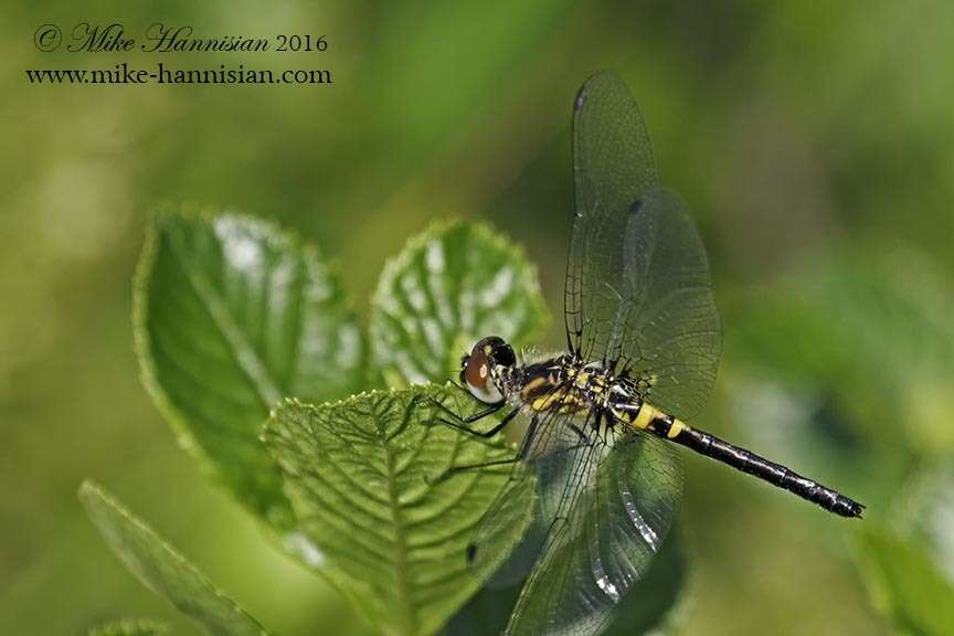 Слика од Celithemis verna Pritchard 1935