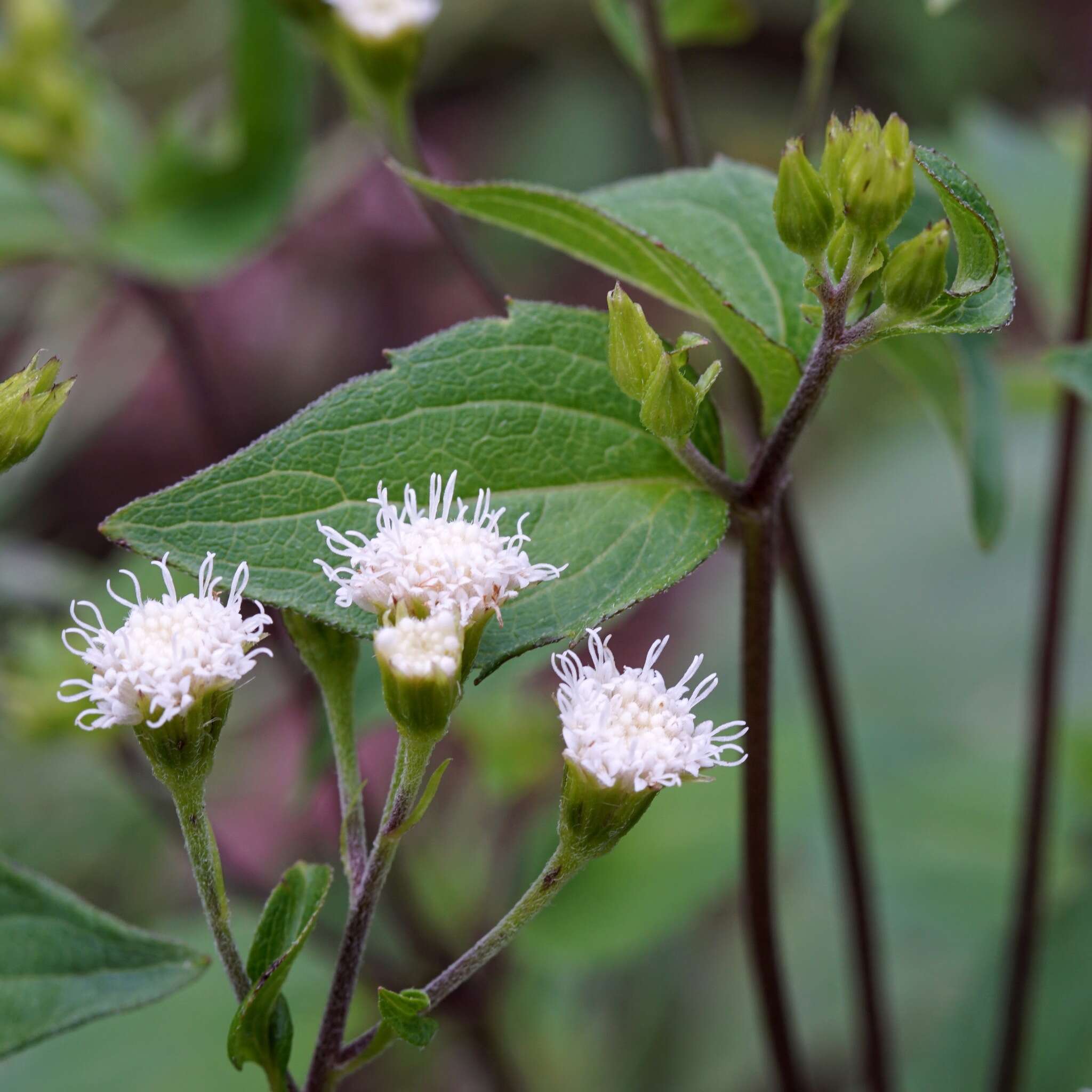 صورة Ageratina rothrockii (A. Gray) R. King & H. Rob.