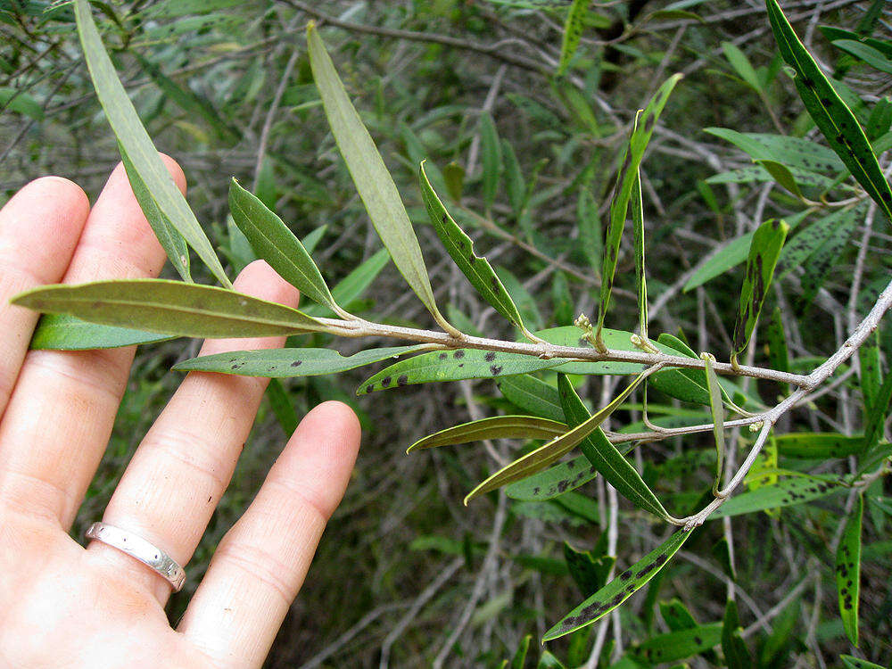 Image de Olea europaea subsp. cuspidata (Wall. & G. Don) Cif.