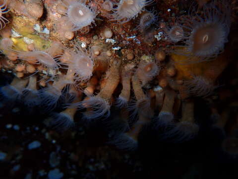 Image of orange encrusting anemone