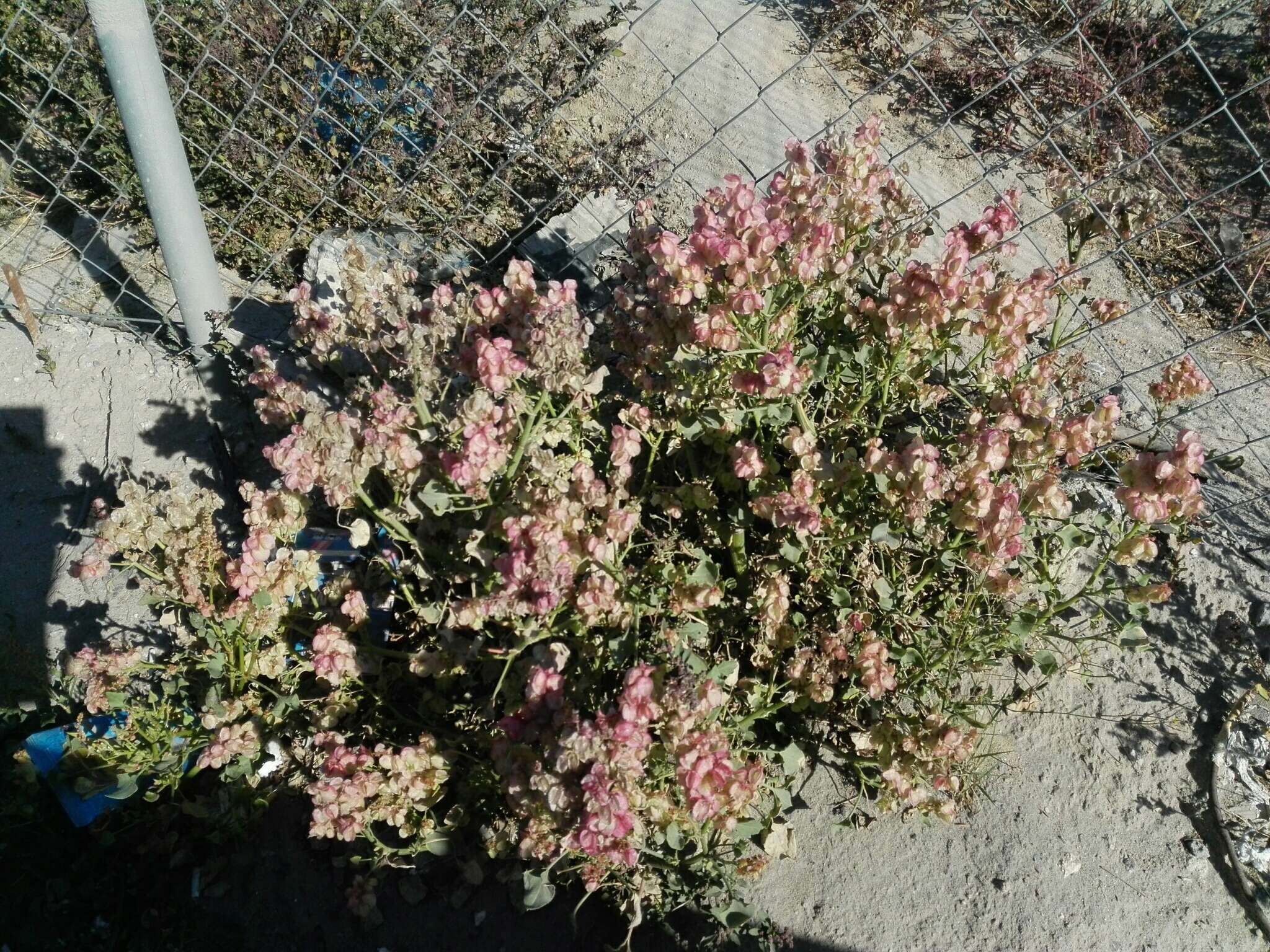 Rumex vesicarius L. resmi