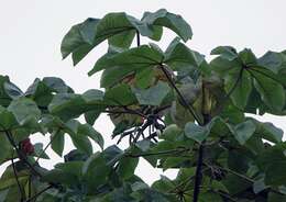 Image of Red-headed Lovebird