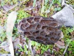 Plancia ëd Morchella kakiicolor (Clowez & L. Romero) Clowez, L. Romero, P. Alvarado & Loizides 2015