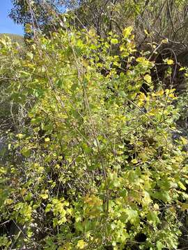 Image of Ribes tortuosum Benth.