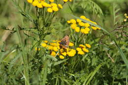 Image of cranberry fritillary