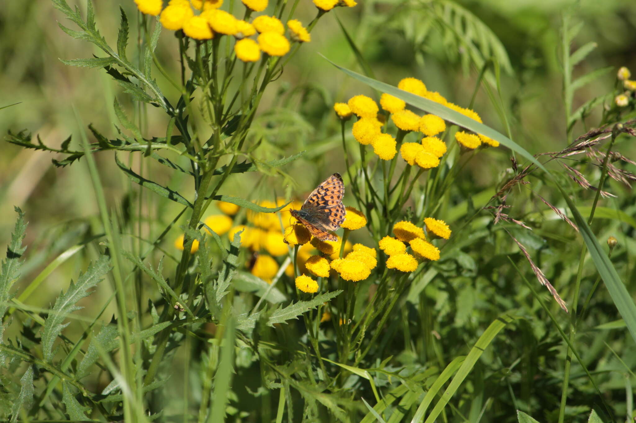 Image of cranberry fritillary