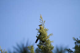 Image of Iberian Magpie