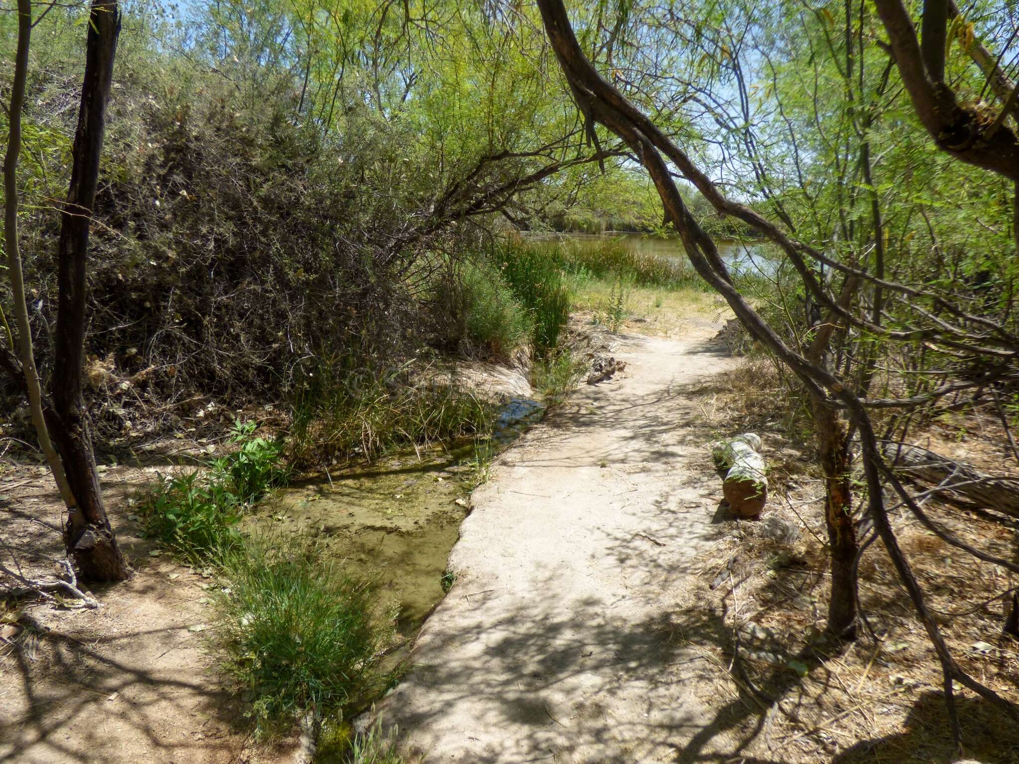 Image of Quitobaquito pupfish