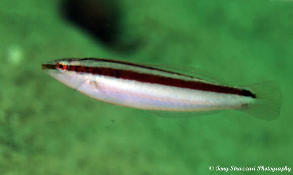 Image of Australian rainbow wrasse