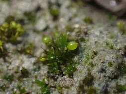 Image of Microbryum curvicollum