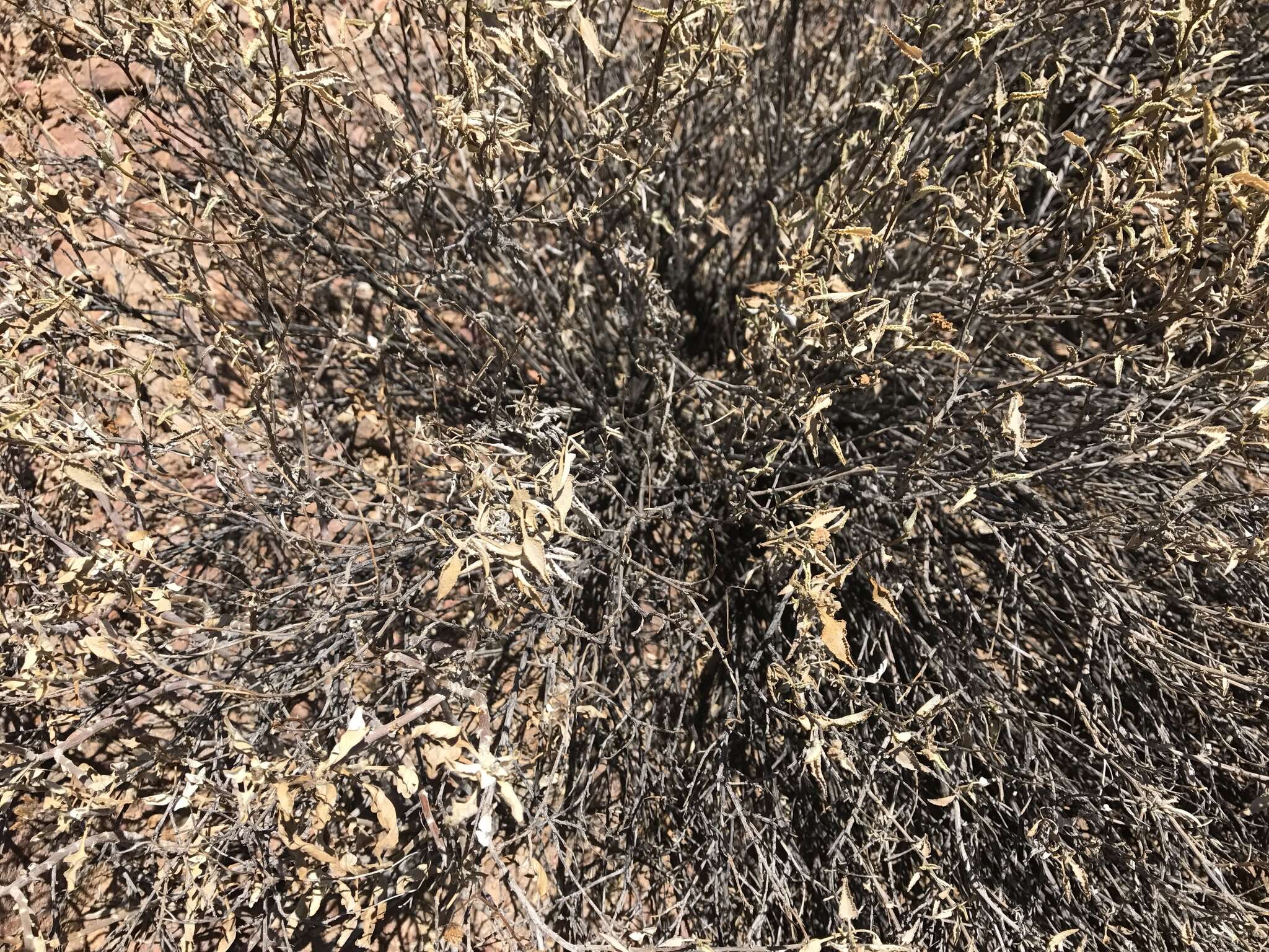 Image of triangle bur ragweed