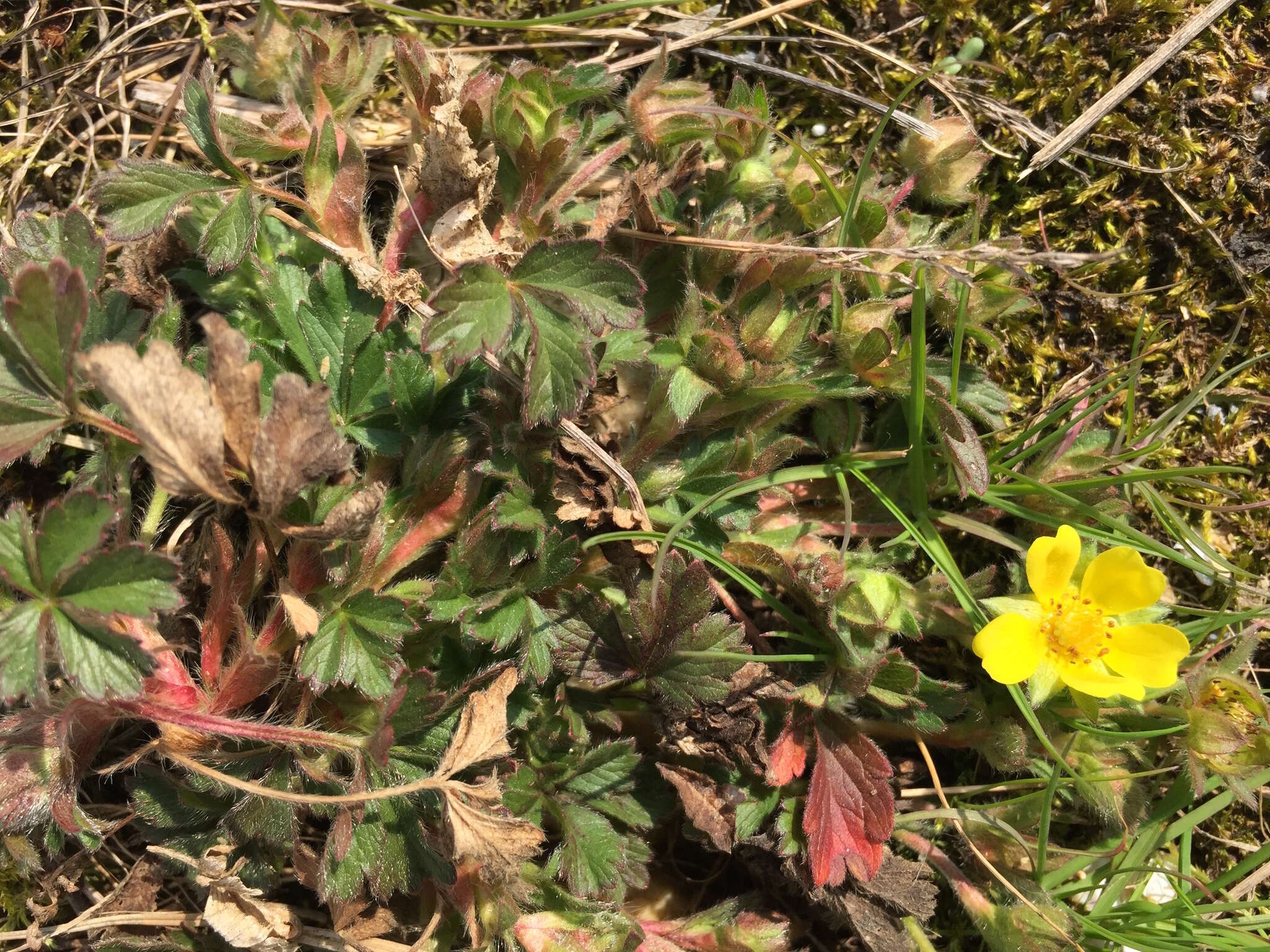 Image of spring cinquefoil