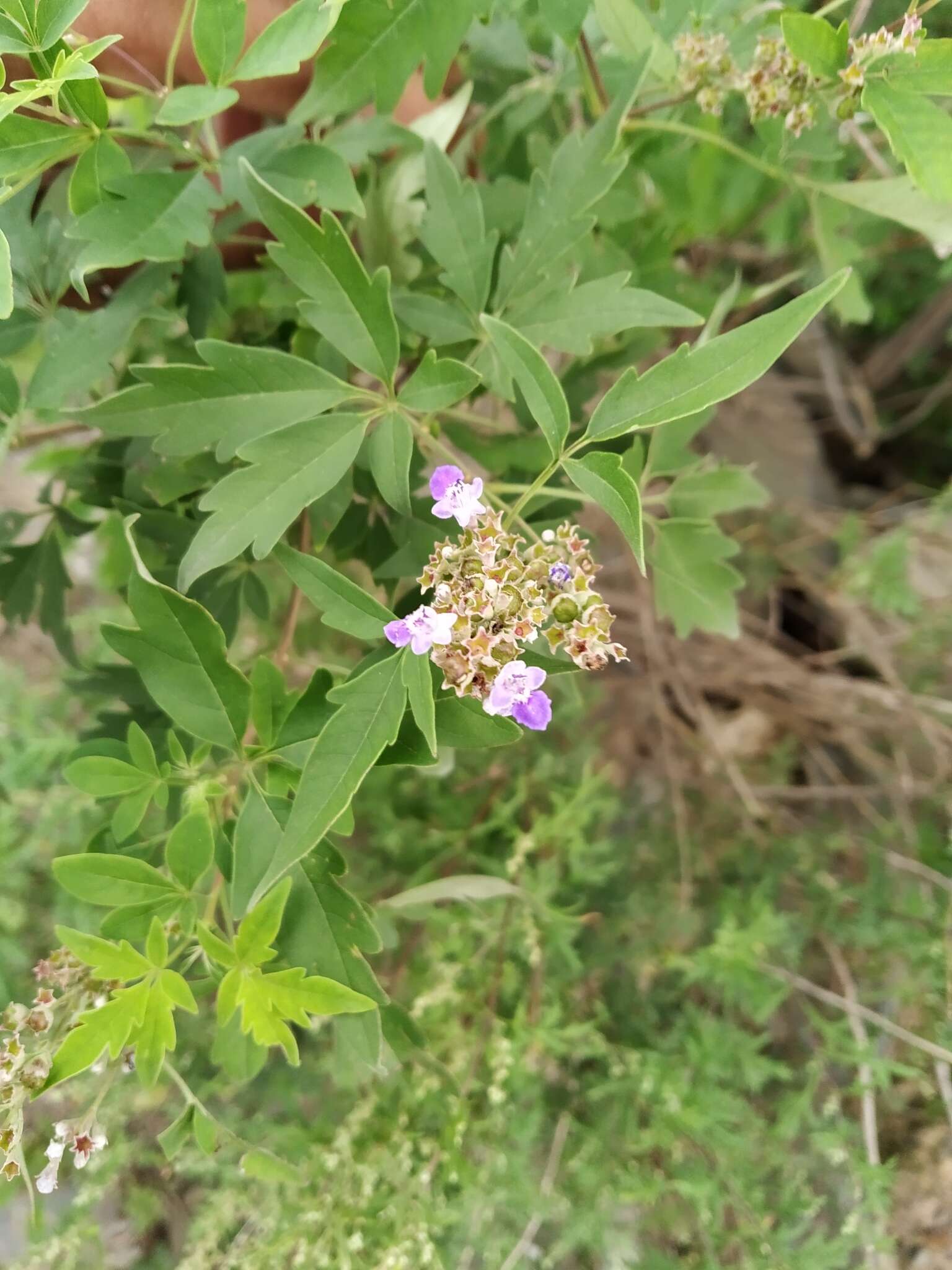 Image of Chinese chastetree