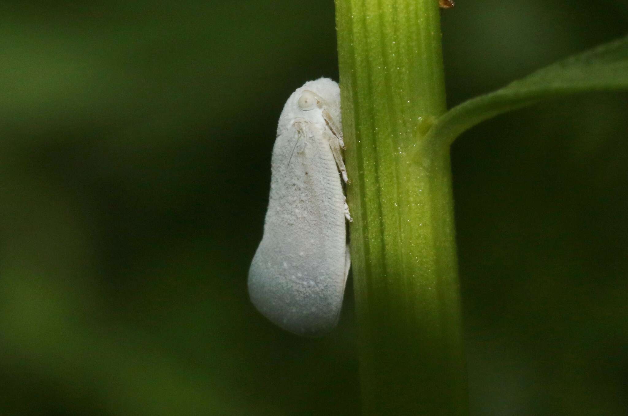 Image of Flatormenis saucia Van Duzee 1912