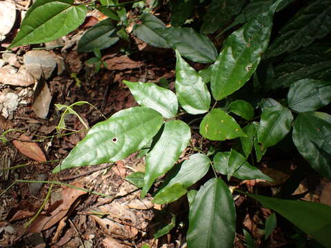 Image of Hylodesmum leptopus (Benth.) H. Ohashi & R. R. Mill