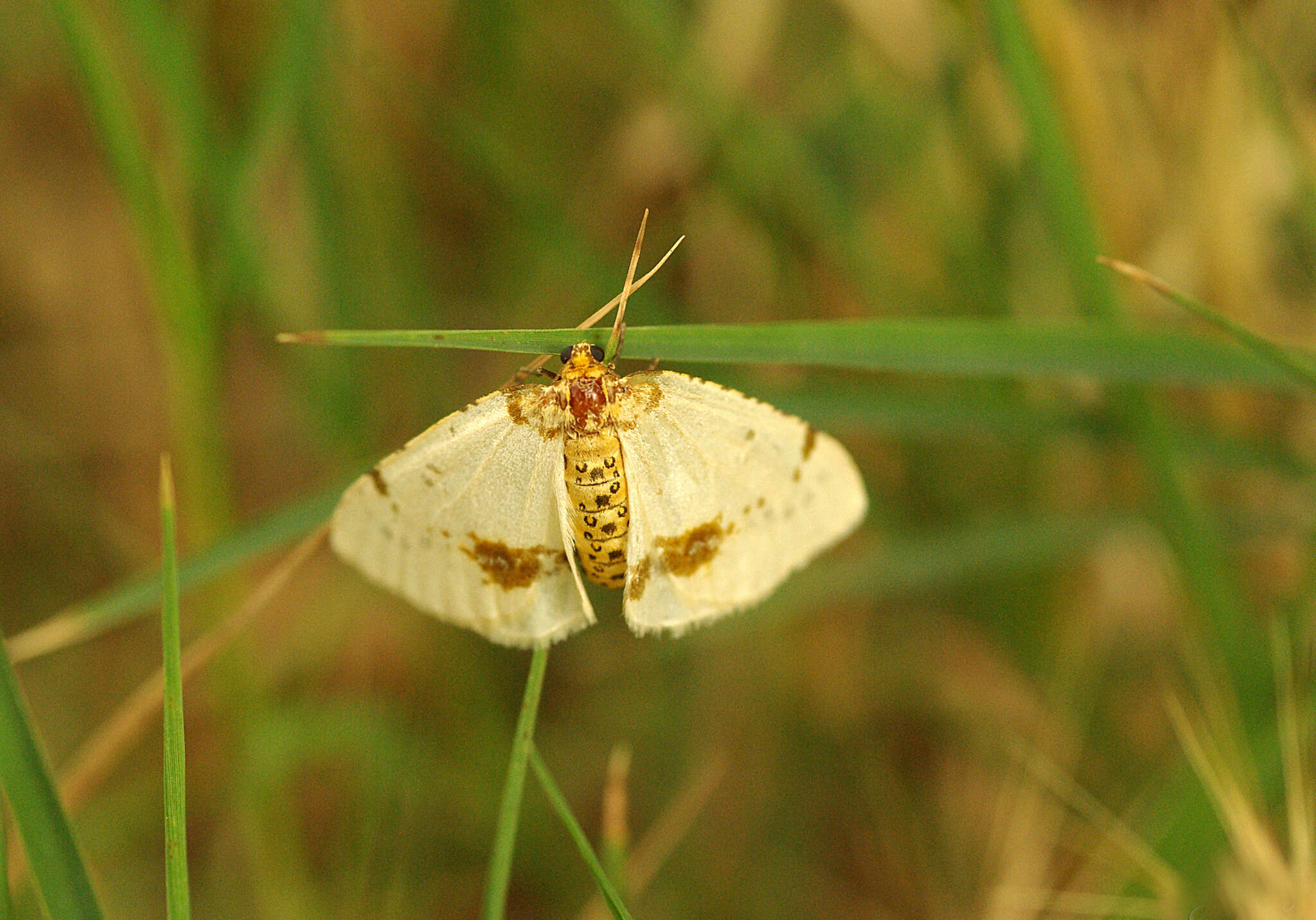 Abraxas pantaria Linnaeus 1767 resmi