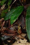 Image of <i>Nepenthes weda</i>