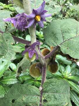 Image of Solanum vestissimum Dun.