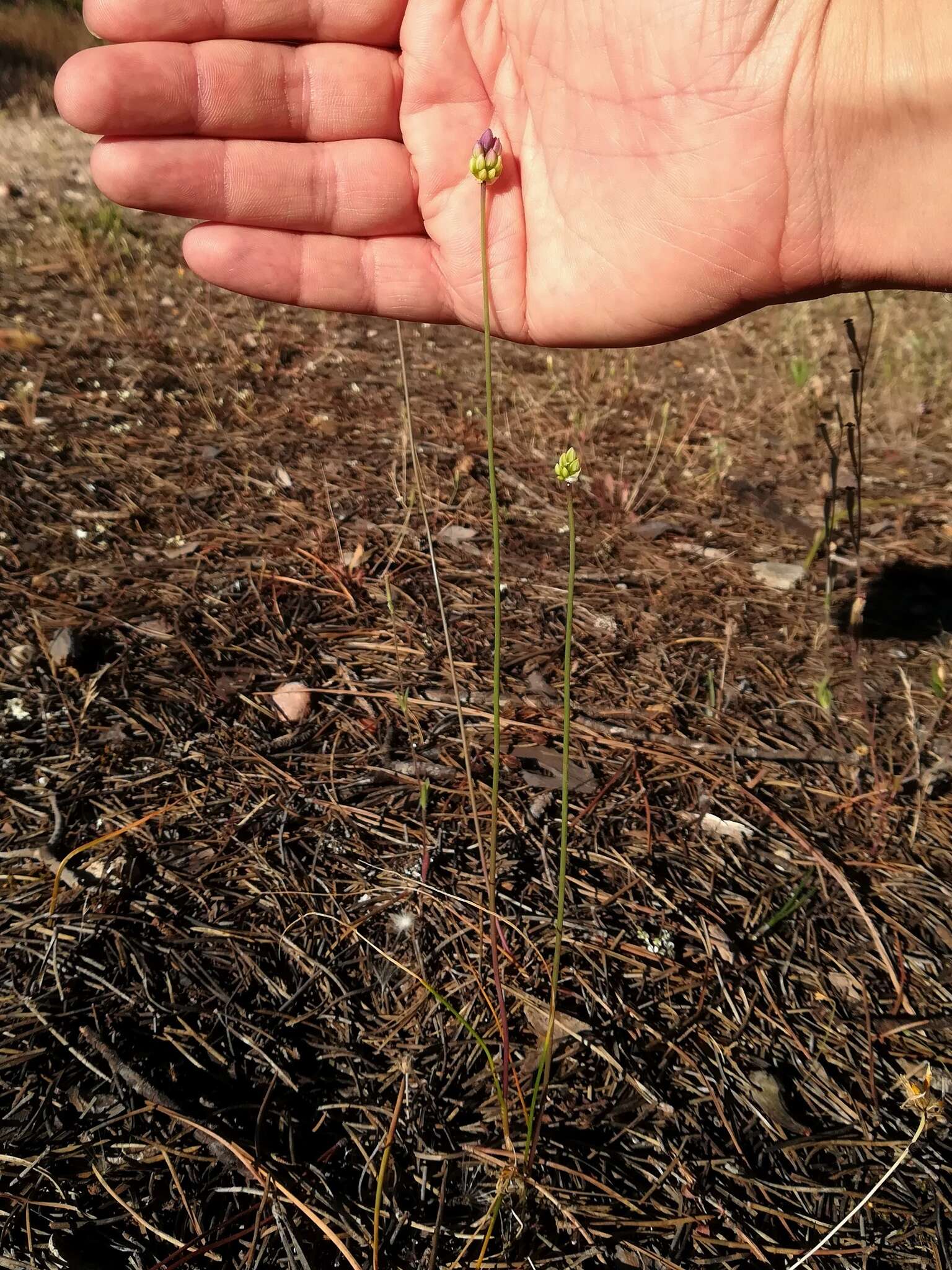 صورة Allium pruinatum Link ex Spreng.