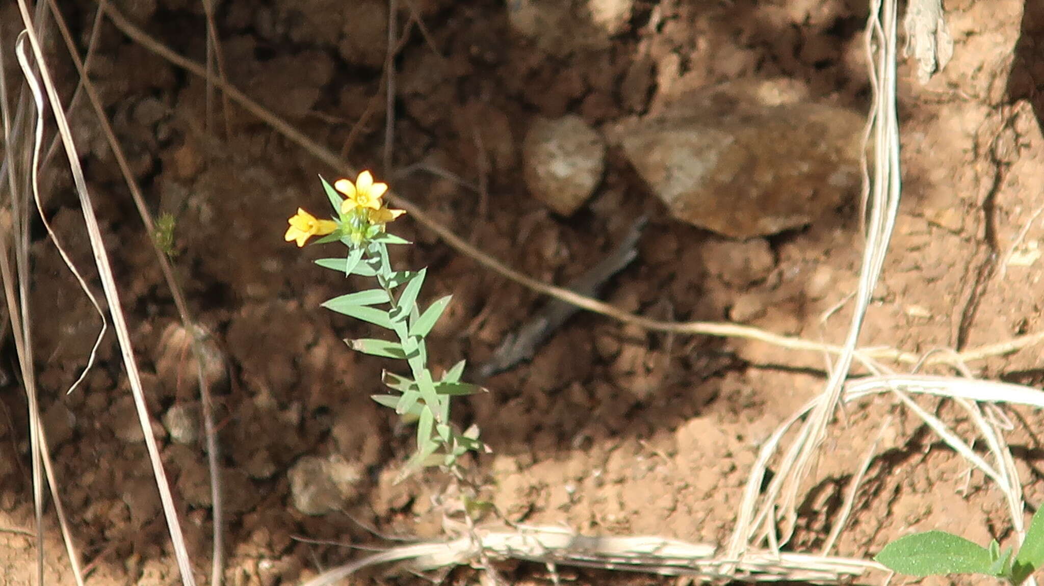 Слика од Linum strictum L.