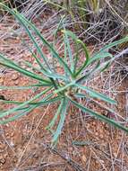 Image of Euphorbia trichadenia Pax