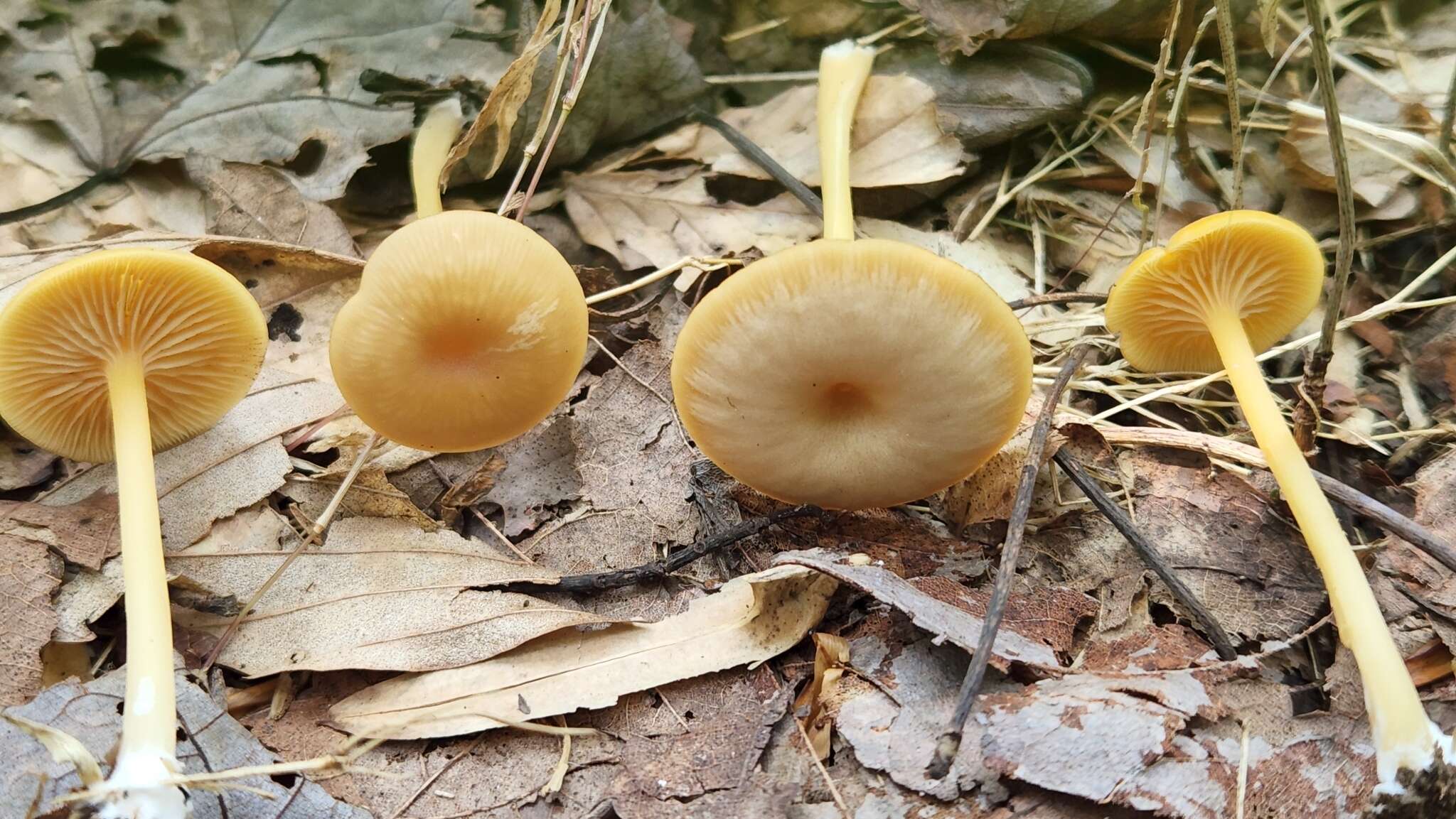 Image of Entoloma unicolor (Peck) Hesler 1967