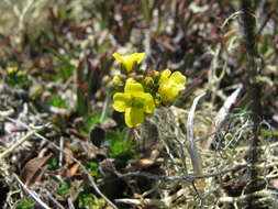 Image of alpine draba