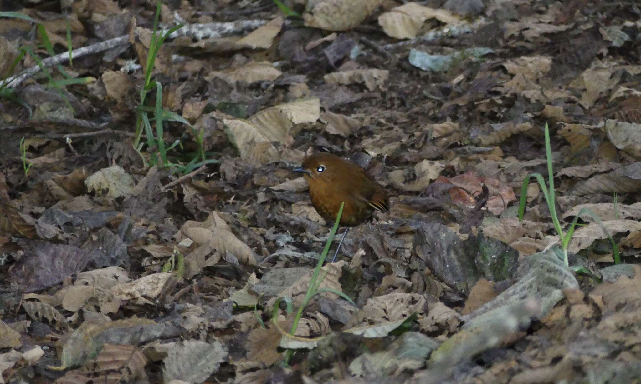 Grallaria occabambae resmi